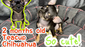 We did not find results for: Teacup Chihuahua Puppy 2 Months Old Youtube