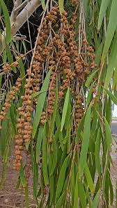Image result for Melaleuca leucadendron