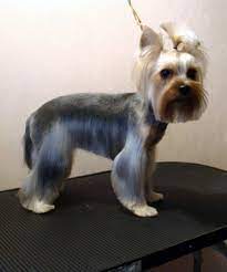 Explore Yorkie Haircuts Pictures And Select The Best Style For Your Pet Yorkshireterrier Yorkie Haircuts Dog Haircuts Dog Grooming Styles