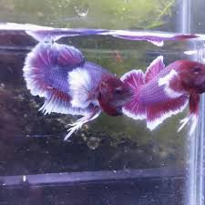 Ikan Cupang Dumbo Ear Shopee Indonesia
