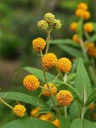 Pin By Erin Mcgladrey On Un Bel Giardino Pond Plants Plants Unusual Plants
