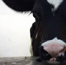 Profile for Badeland Dairy