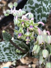 Image result for Ledebouria cordifolia