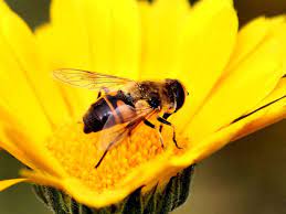 I decided to find out what those monster looking bees were i only have one bee that begins hovering over my deck every spring. Bee Mimics Insects That Look Like Bees But Are Not Friends Of The Earth