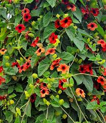 Image result for Thunbergia annua