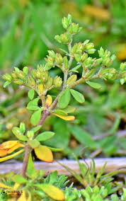 Image result for Polycarpon prostratum