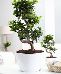 Bonsai Fikusz Ginseng Bonsai Ficus Plants Ginseng Plant