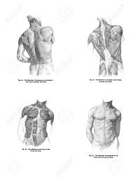 Then we will define more anatomy by drawing chest, abs or abdominal muscles below is an additional man's muscles anatomy drawing of side and back view for artists. 4 Views Of The Human Back Muscles And Torso From Out Of Print Stock Photo Picture And Royalty Free Image Image 11309096