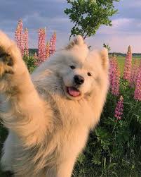 989 likes · 3 talking about this. E X C T A S I A Anjing Samoyed Gambar Anjing Lucu Piaraan