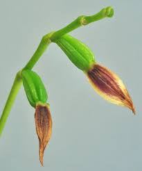 Image result for Bulbophyllum sp. nov