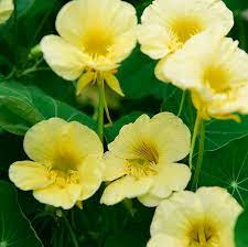 Tropaeolum Majus Milkmaid Nasturtium Milkmaid Nasturtium Plants Foliage