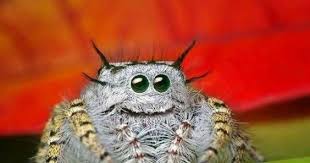 Bildergebnis Fur Susse Spinnen Bilder Spinne Springende Spinne Springspinnen