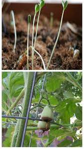 We did not find results for: Vegetable Garden Problems And Solutions Troubleshooting Your Garden