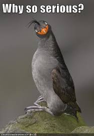 It Must Be The Feathered Mohawk Funny Birds Birds Pet Birds