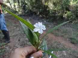 Image result for Cordia torrei