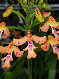Image result for Cynorkis debilis