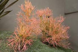 Image result for Euphorbia tirucalli