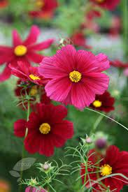 Cosmos Bipinnatus Rubenza From Crocus Uk Cosmos Flowers Beautiful Flowers Love Flowers