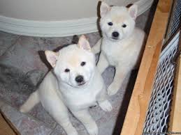 Professional and hobby dog breeders can advertise their puppies for sale online on our free classifeds website. Shiba Inu Puppies The Cream Of The Crop Price 750 00 For Sale In Chandler Arizona Best Pets Online