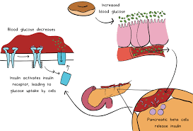 What Is Diabetes Mellitus Article Khan Academy