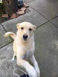 this is linda a swiss white shepherd dog our family found her on the street when she was a little puppyhttps i redd it bid street dogs puppies little puppies