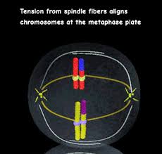 Meiosis ensures a haploid phase in the life cycle and leads to a reduction in the genetic material. Interactive Meiosis