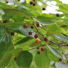 Image result for Celtis sinensis