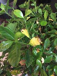 Gardenia Problem Gardenia Plant Plants Growing Gardenias