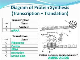 Which pair of nitrogenous bases will form a bond in a dna molecule? Protein Synthesis Diagram Labeled Quizlet