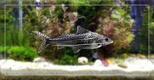 Pictus Catfish Tank Size Important Things To Consider