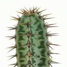 Image result for Euphorbia confinalis