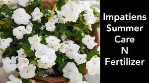 Use water soluble fertilizer on your impatiens every two weeks through spring and summer. Impatiens Plant Care N Fertilizer Balsam Plant Care Tips Youtube