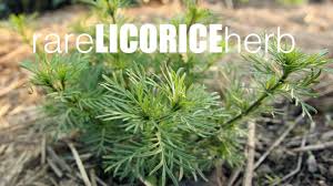 Here's everything you need to know about the sinner's the plant thrives in the dry soil often found in pastures, gardens, and roadsides, so it would be fairly easy for julian to pick some up and add it to. How To Grow Licorice Herb Tastes Exactly Like Real Licorice Youtube