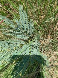 Image result for Elephantorrhiza elephantina