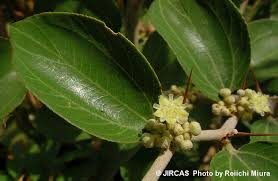 Image result for Ziziphus mauritiana