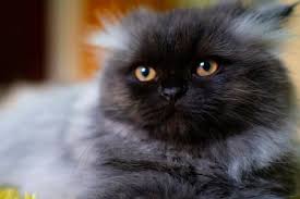 Persian cats come in almost every color and pattern imaginable. Characteristics And Care Of Persian Cats Lovetoknow