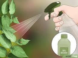 Place the mealybug destroyers directly on the infested plant. 4 Ways To Kill Mealybugs Wikihow