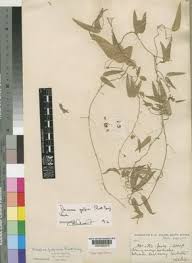 Image result for Decorsea