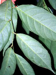 Image result for Rinorea