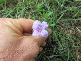 Image result for Acanthaceae