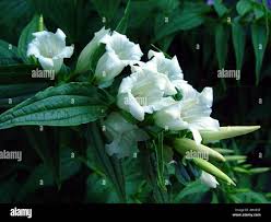Image result for Gentiana asclepiadea alba