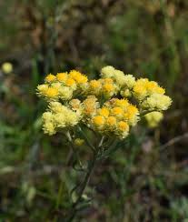 Image result for Adenostemma mauritianum