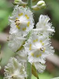 Image result for Ocimum fimbriatum