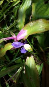 Image result for Coleotrype laurentii