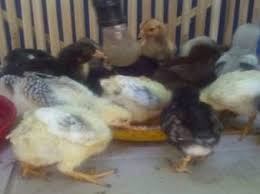 Maybe you would like to learn more about one of these? E Laporan Penyuluh Diy V2 Read Berita