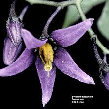 Image result for Solanum scabrum