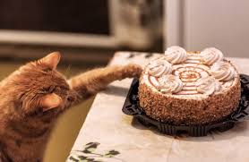Votre Chat Aime Faire Tomber Les Objets Par Terre Voila Pourquoi Gateau Sucre Gateau En Boite Gateau Fait Maison