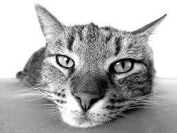 One of the most frequently asked. Is My Cat Bored How To Know And What To Do The Dog People By Rover Com