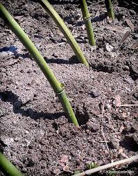 Super angebote für bamboo fun hier im preisvergleich. Creating Curved Bamboo Stakes