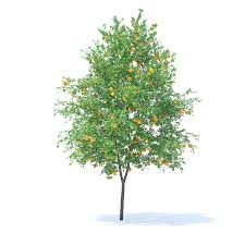 Orange Tree With Fruits 3d Model 6m Orange Tree Orange Fruit